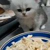 Стикер 29 Котики Гиф