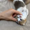 Стикер 26 Котики Гиф
