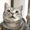 Стикер 52 Котики Гиф