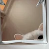 Стикер 2 Котики Гиф