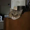 Стикер 57 Котики Гиф