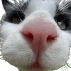 🤩 Эмодзи «котики и собачки» для Telegram