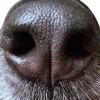 🤩 Эмодзи «котики и собачки» для Telegram