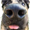 🤩 Эмодзи «котики и собачки» для Telegram