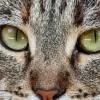 🤩 Эмодзи «котики и собачки» для Telegram
