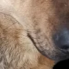 🤩 Эмодзи «котики и собачки» для Telegram