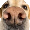 🤩 Эмодзи «котики и собачки» для Telegram