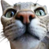 🤩 Эмодзи «котики и собачки» для Telegram