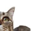 🤩 Эмодзи «котики и собачки» для Telegram