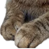 🤩 Эмодзи «котики и собачки» для Telegram