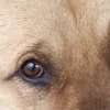 🤩 Эмодзи «котики и собачки» для Telegram