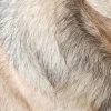 🤩 Эмодзи «котики и собачки» для Telegram