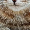 🤩 Эмодзи «котики и собачки» для Telegram