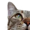 🤩 Эмодзи «котики и собачки» для Telegram