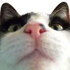 🤩 Эмодзи «котики и собачки» для Telegram