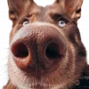 Стикерпак котики и собачки для Telegram