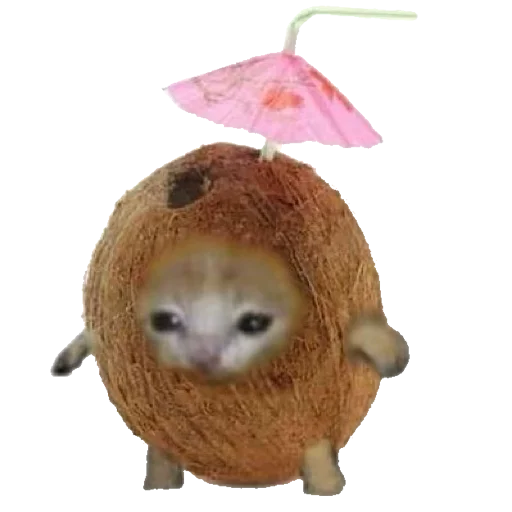 🥥 Стикер «котики овощи коты фрукты» для Telegram