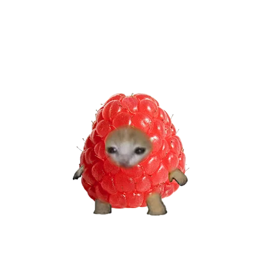 🍓 Стикер «котики овощи коты фрукты» для Telegram