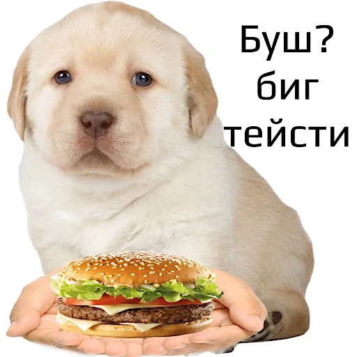 🍔 Стикер «котики овощи коты фрукты» для Telegram