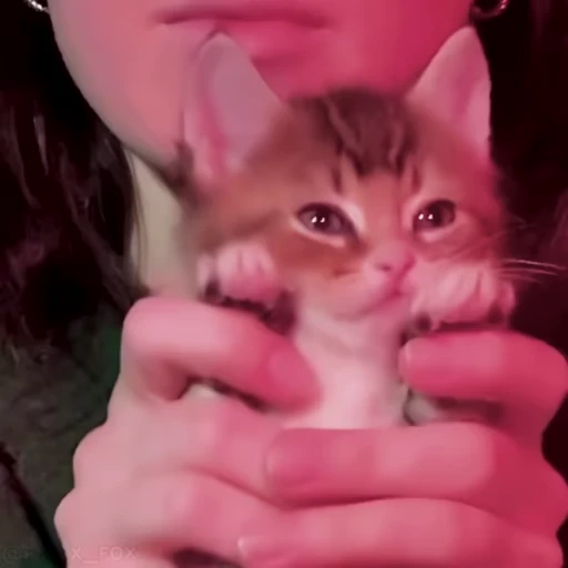 Стикер 13 Видео набор стикеров с котиками
