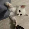 🤨 Эмодзи «котеки» для Telegram