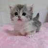 😯 Эмодзи «котеки» для Telegram
