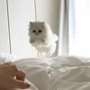 😏 Эмодзи «котеки» для Telegram