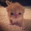😮 Эмодзи «котеки» для Telegram