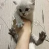 🥰 Эмодзи «котеки» для Telegram