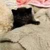 😴 Эмодзи «котеки» для Telegram