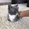 😔 Эмодзи «котеки» для Telegram