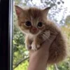 🥺 Эмодзи «котеки» для Telegram