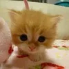 🥹 Эмодзи «котеки» для Telegram