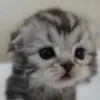 😧 Эмодзи «котеки» для Telegram