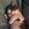 😴 Эмодзи «котеки» для Telegram