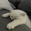 😤 Эмодзи «котеки» для Telegram