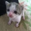 😫 Эмодзи «котеки» для Telegram