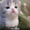 🤒 Эмодзи «котеки» для Telegram