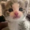 🥹 Эмодзи «котеки» для Telegram