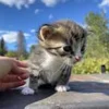☺️ Эмодзи «котеки» для Telegram