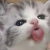 😜 Эмодзи «котеки» для Telegram