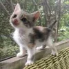 😘 Эмодзи «котеки» для Telegram