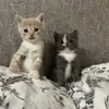 ♥️ Эмодзи «котеки» для Telegram