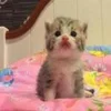 😁 Эмодзи «котеки» для Telegram