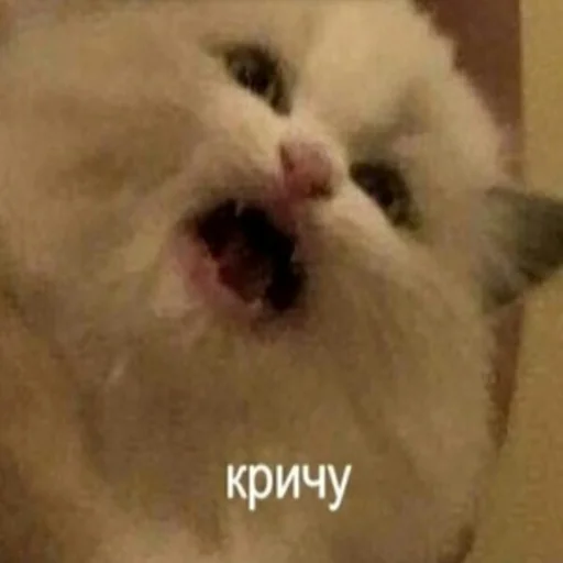 😫 Стикер «Жизень» для Telegram