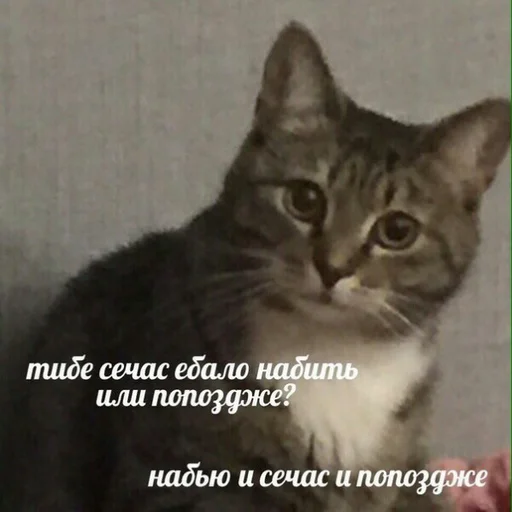 🤠 Стикер «Жизень» для Telegram