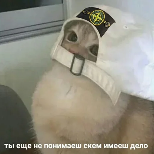 😾 Стикер «Жизень» для Telegram