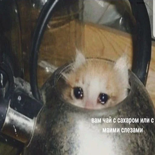 😥 Стикер «Жизень» для Telegram