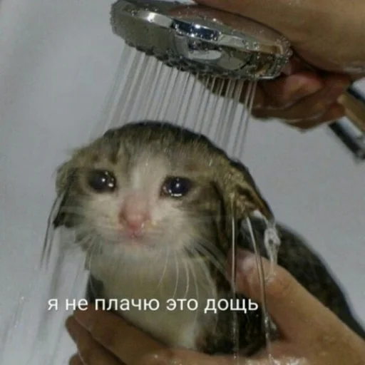 😭 Стикер «Жизень» для Telegram