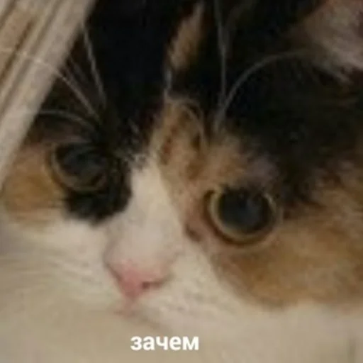😟 Стикер «Жизень» для Telegram
